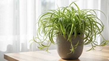 5 consejos para que tu cinta saque más hojas y se vea frondosa