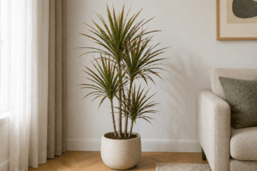 Cómo hacer que tu árbol del dragón crezca sano, alto y con copa frondosa