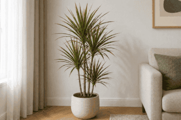 Cómo hacer que tu árbol del dragón crezca sano, alto y con copa frondosa