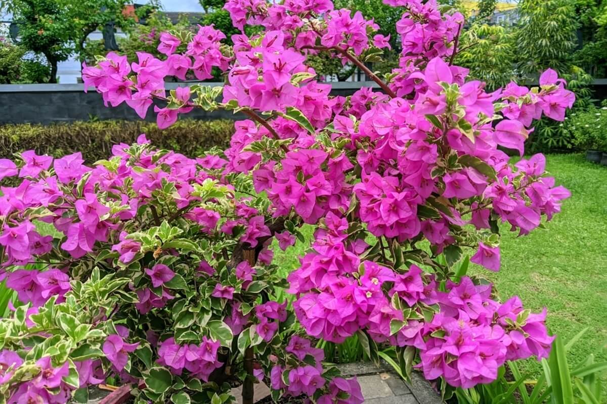 Planta de buganvilla