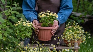 Cómo cultivar manzanilla en casa y conseguir una floración abundante