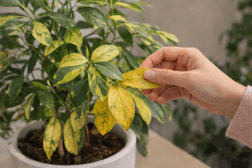 Hojas amarillas en plantas de interior: cómo saber si es agua, luz o estrés