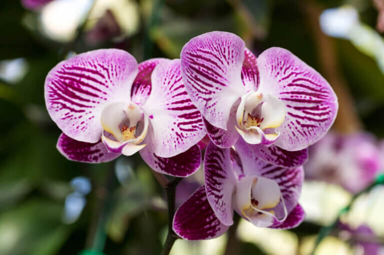 Orquídea Phalaenopsis: una planta quisquillosa que llena de flores tu casa