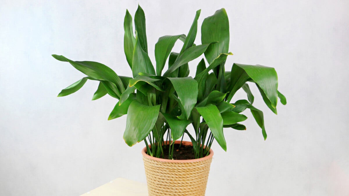 Aspidistra