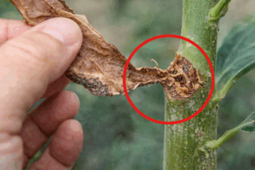 El error al podar tus plantas que deja cicatrices y daña su estética