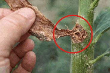 El error al podar tus plantas que deja cicatrices y daña su estética