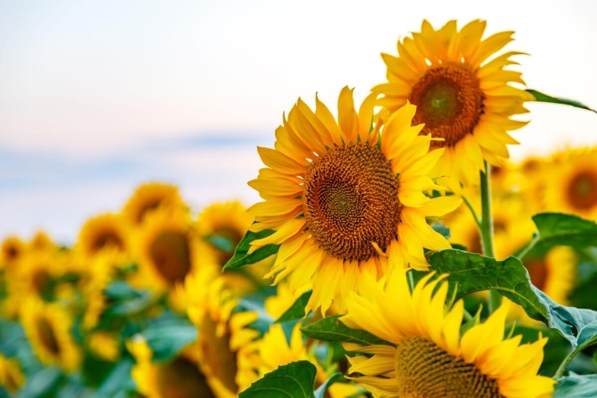 Planta de girasol