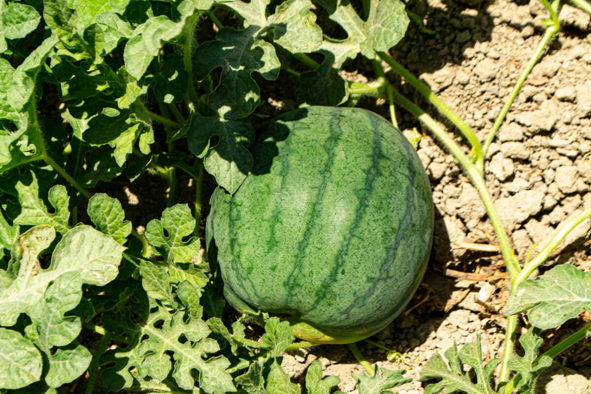 Planta de sandía