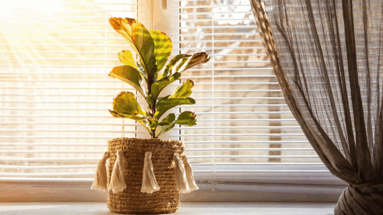 7 plantas que sufren con el sol directo y debes mantener dentro de casa