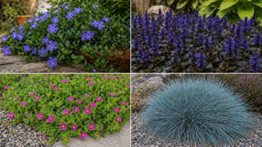 Las 4 mejores plantas tapizantes para cubrir la tierra de tus macetas y jardín