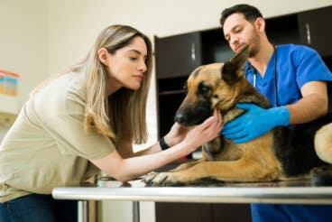 Si tu perro se enfermara mañana, ¿estarías preparado? Lo que debes saber sobre los seguros para mascotas