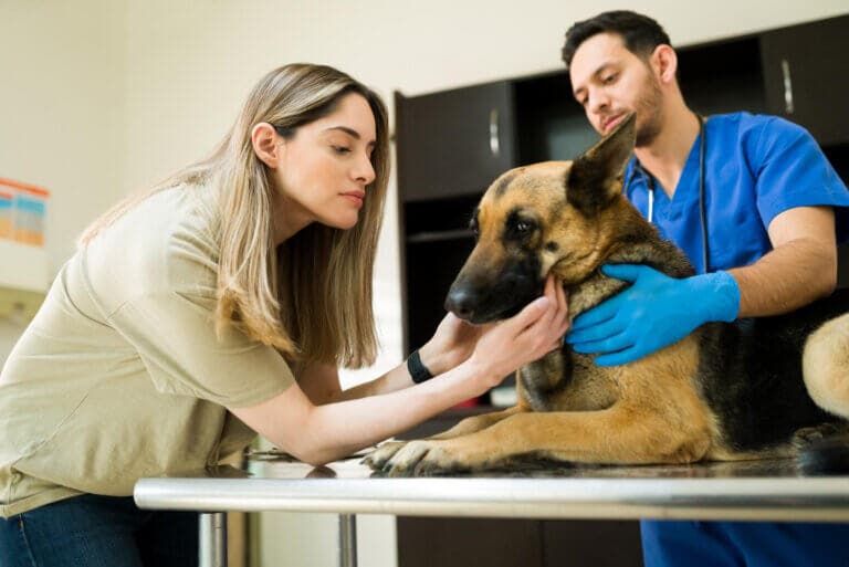 Si tu perro se enfermara mañana, ¿estarías preparado? Lo que debes saber sobre los seguros para mascotas
