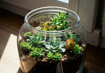 Cómo montar un terrario bonito y fácil para decorar rincones de tu casa