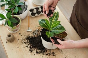 Cómo trasplantar una planta de interior y lograr el enraizamiento en la nueva maceta