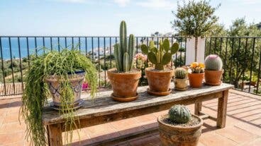 Cactus para tu balcón: 7 opciones bonitas y resistentes al sol