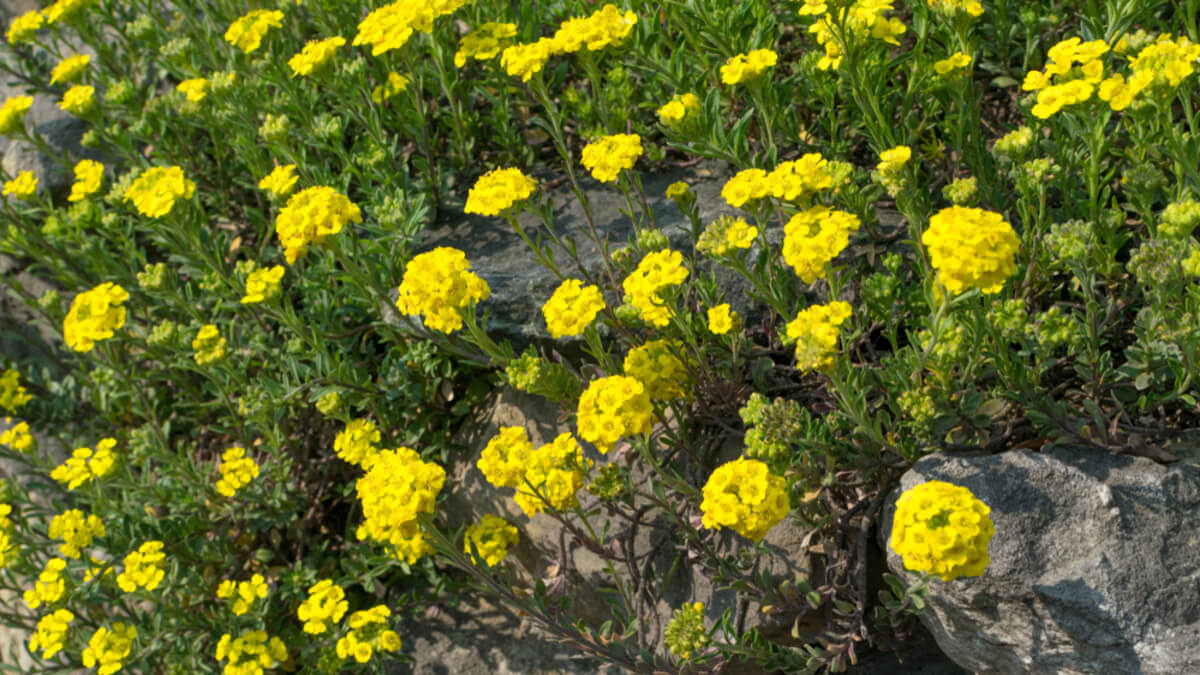 Alyssum repens