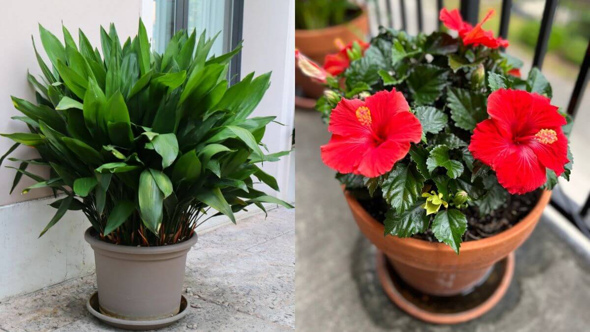 Plantas de aspidistra e hibisco