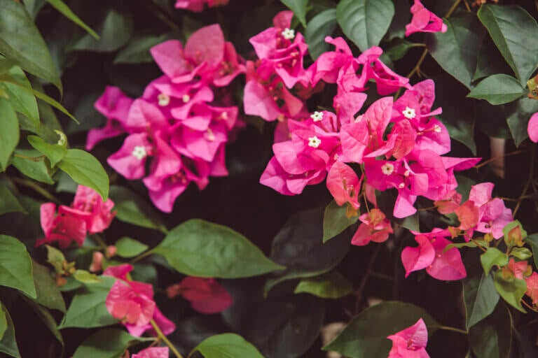 Más hojas que flores: 7 errores en primavera que frenan la floración de tu buganvilla