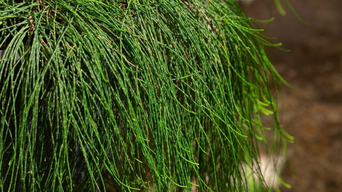 Casuarina glauca