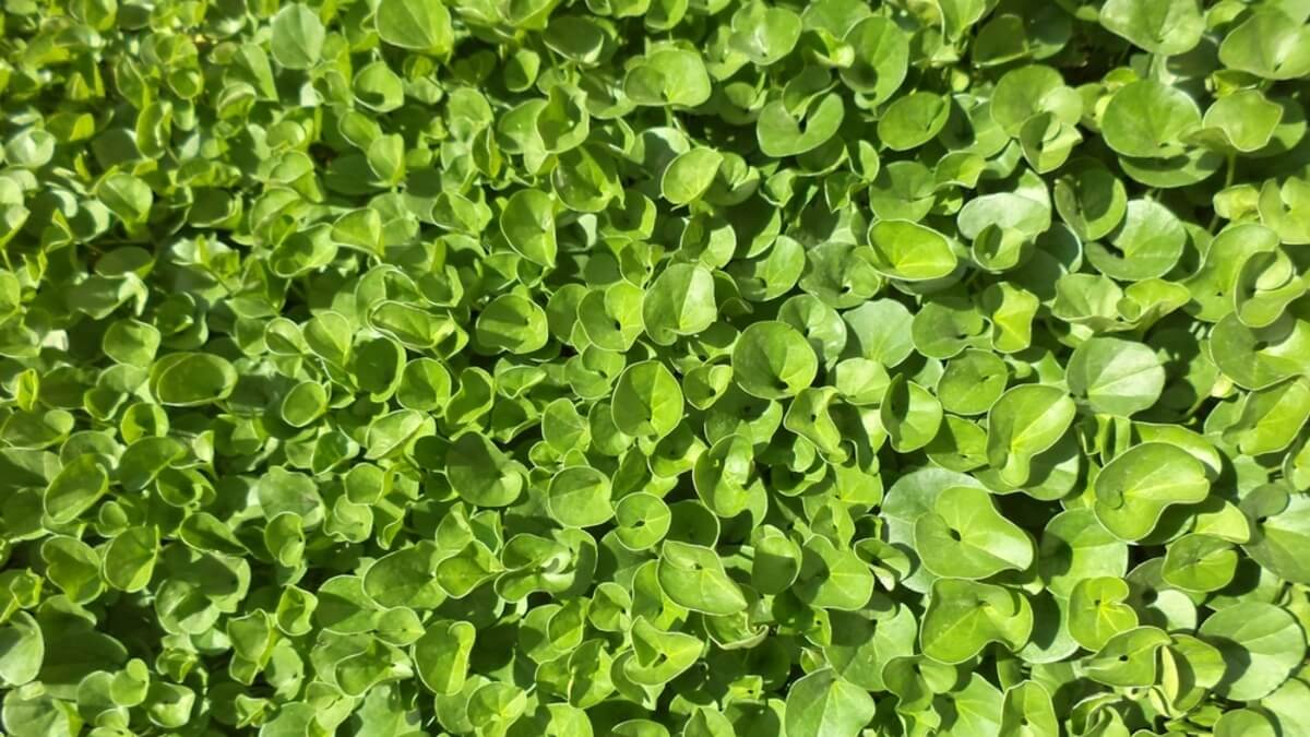 Dichondra repens