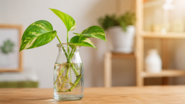 Cómo multiplicar tus plantas en agua: el método fácil de esquejes para principiantes