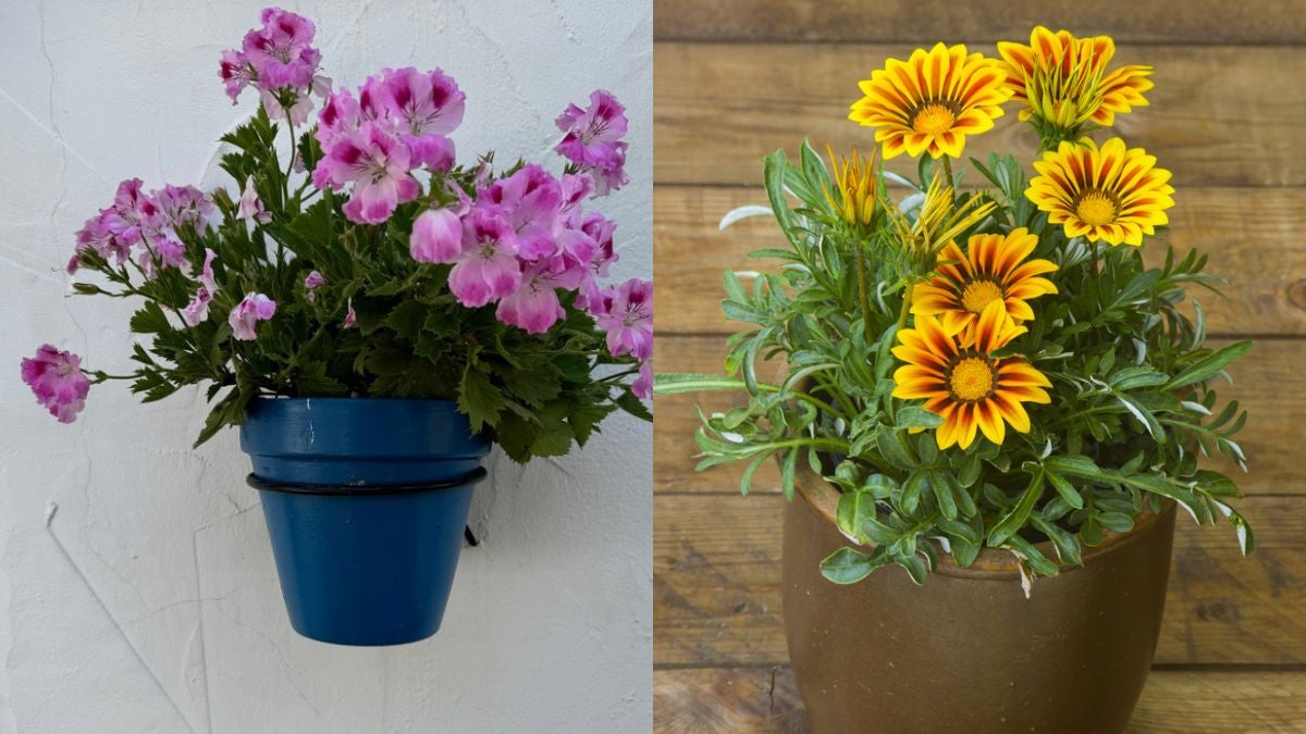 Geranio y gazania en macetas
