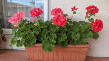 8 errores que limitan la floración de tus geranios en verano