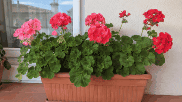 8 errores que limitan la floración de tus geranios en verano
