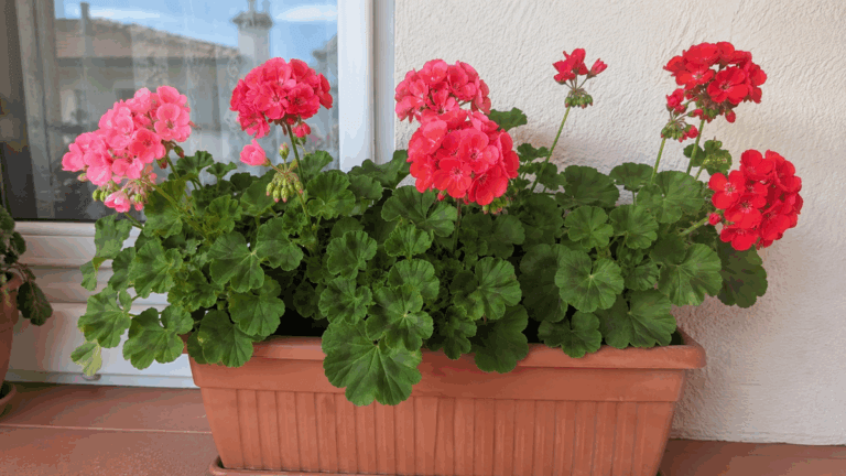 8 errores que limitan la floración de tus geranios en verano