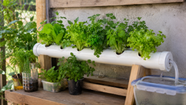 Cómo hacer un mini huerto hidropónico en casa para cosechar hojas verdes