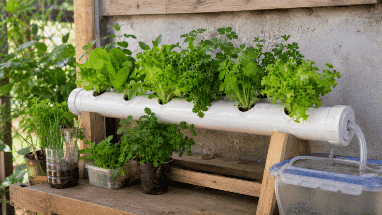 Cómo hacer un mini huerto hidropónico en casa para cosechar hojas verdes