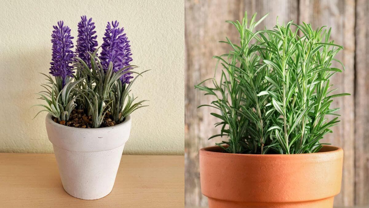Lavanda y romero