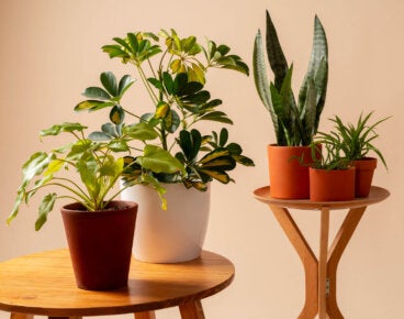 La guía fácil para elegir la maceta ideal para tus plantas de interior y exterior