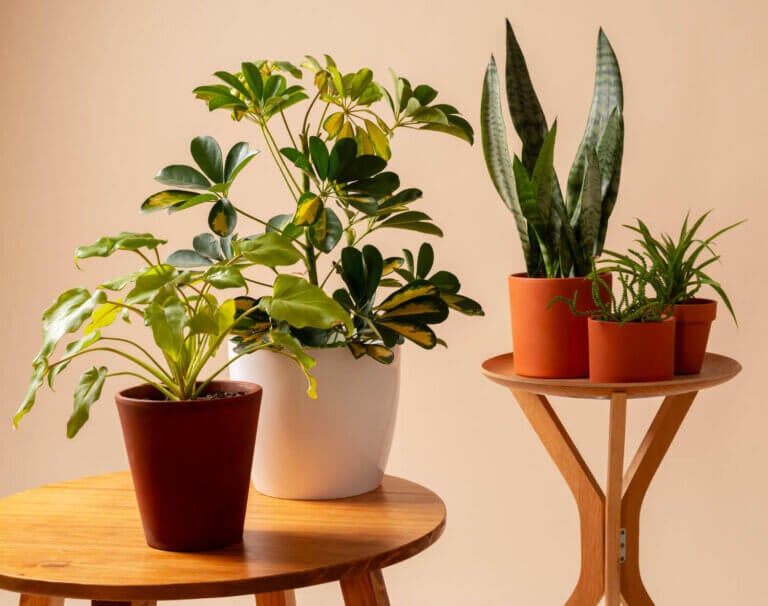 La guía fácil para elegir la maceta ideal para tus plantas de interior y exterior