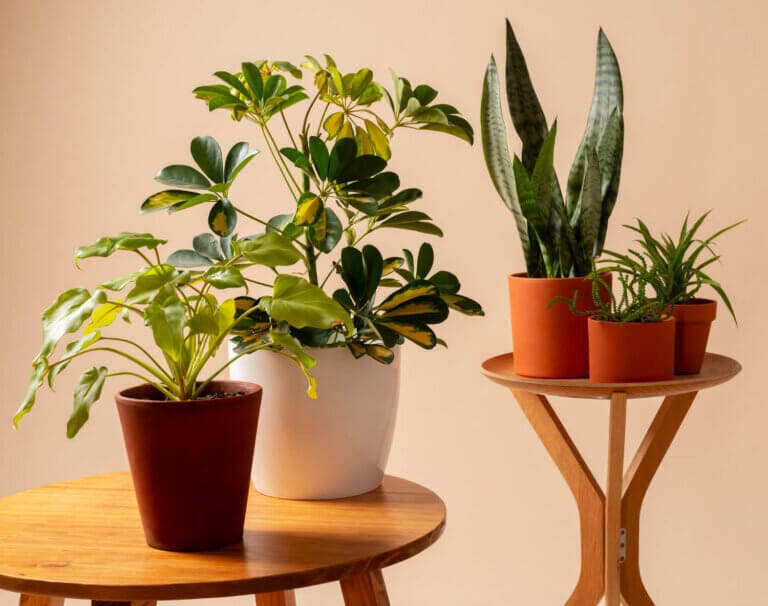 La guía fácil para elegir la maceta ideal para tus plantas de interior y exterior