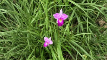 Orquídea bambú: 7 cuidados para que florezca en macetas grandes y jardines