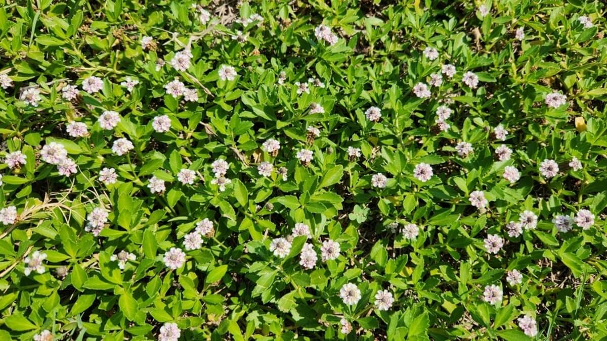 Phyla nodiflora