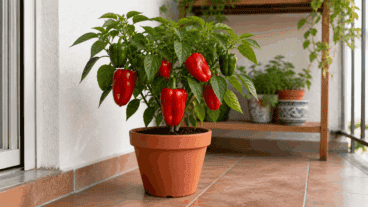 Cómo cultivar pimientos en macetas y lograr tu primera cosecha