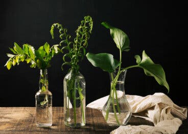 5 plantas que puedes tener en agua y que transforman cualquier rincón