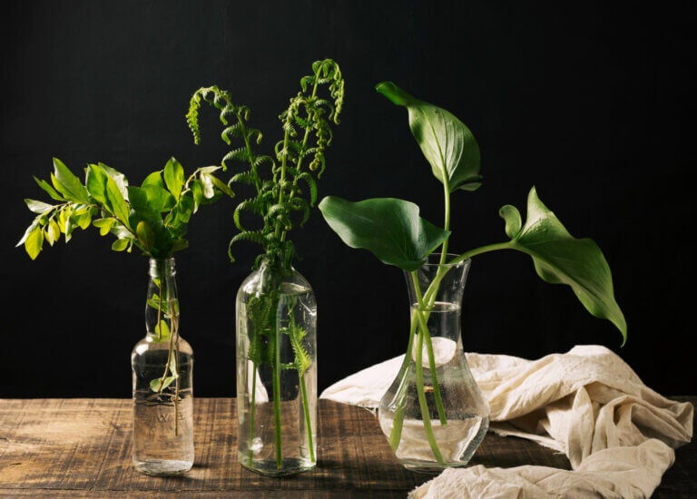 5 plantas que puedes tener en agua y que transforman cualquier rincón
