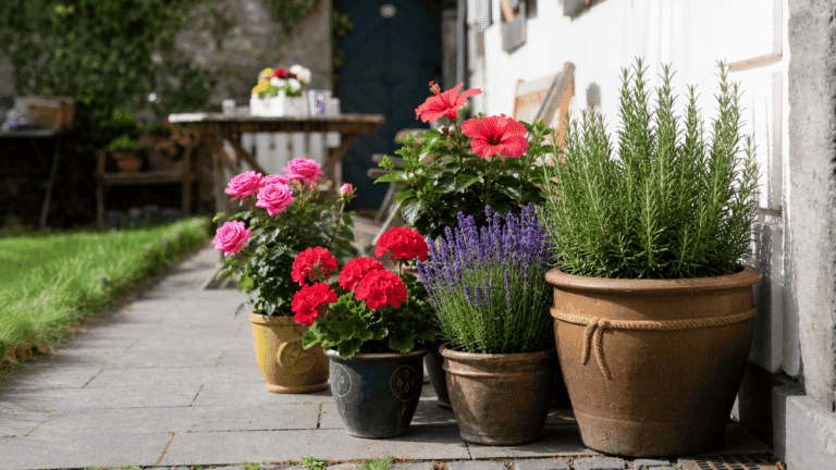 Plantas de exterior que resisten todo el año: 8 opciones para llenar tus macetas