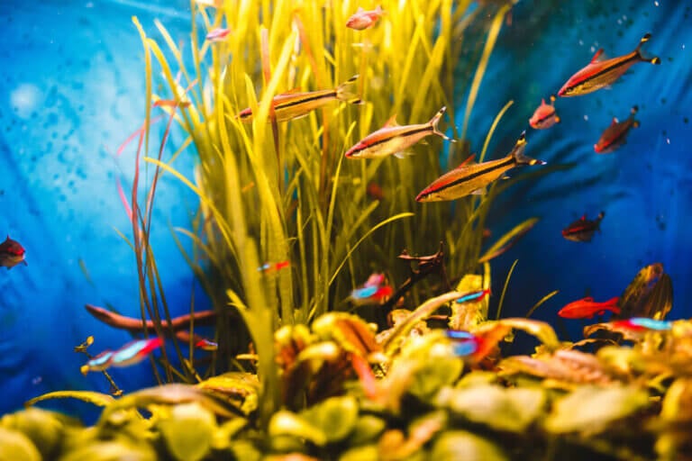 8 plantas acuáticas para tener felices a tus peces en su pecera o estanque