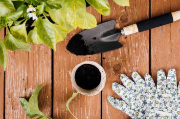 Café como abono: ¿cuándo lo necesitan tus plantas?