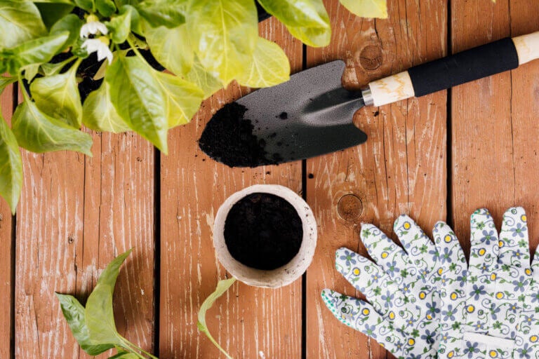 Café como abono: ¿cuándo lo necesitan tus plantas?