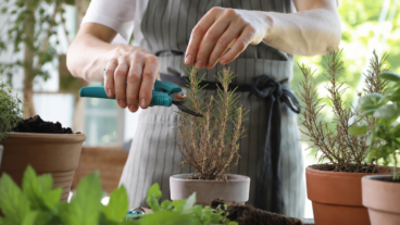 Cómo rescatar hierbas aromáticas leñosas sin empezar de cero cada temporada