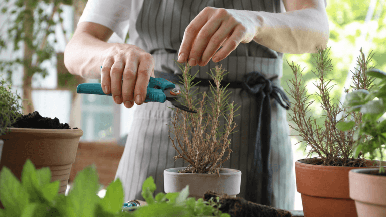 Cómo rescatar hierbas aromáticas leñosas sin empezar de cero cada temporada
