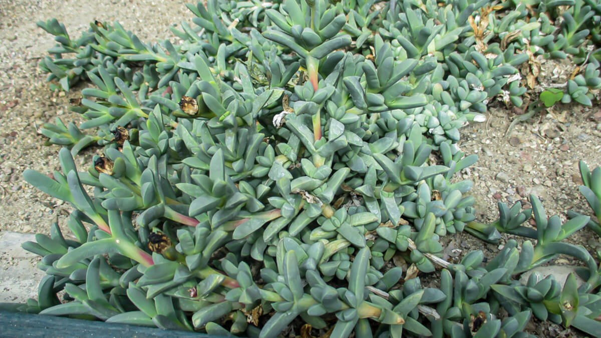 Ruschia prostrata