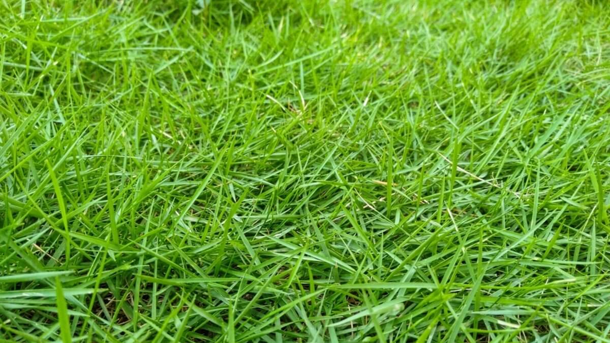 Zoysia japonica