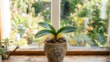 ¿Tu orquídea tiene hojas amarillas? Esto es lo que debes hacer
