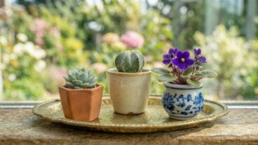7 plantas mini para espacios reducidos: lindas, compactas y fáciles de cuidar
